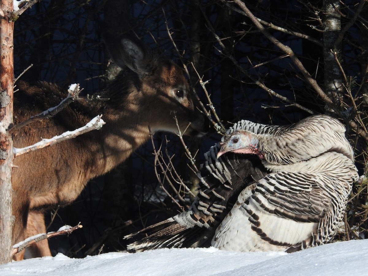 Wild Turkey - ML574817961