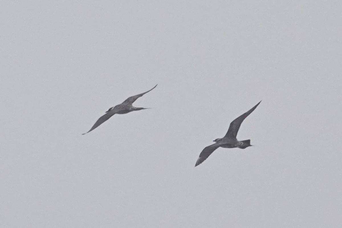 Parasitic Jaeger - Tim Bray