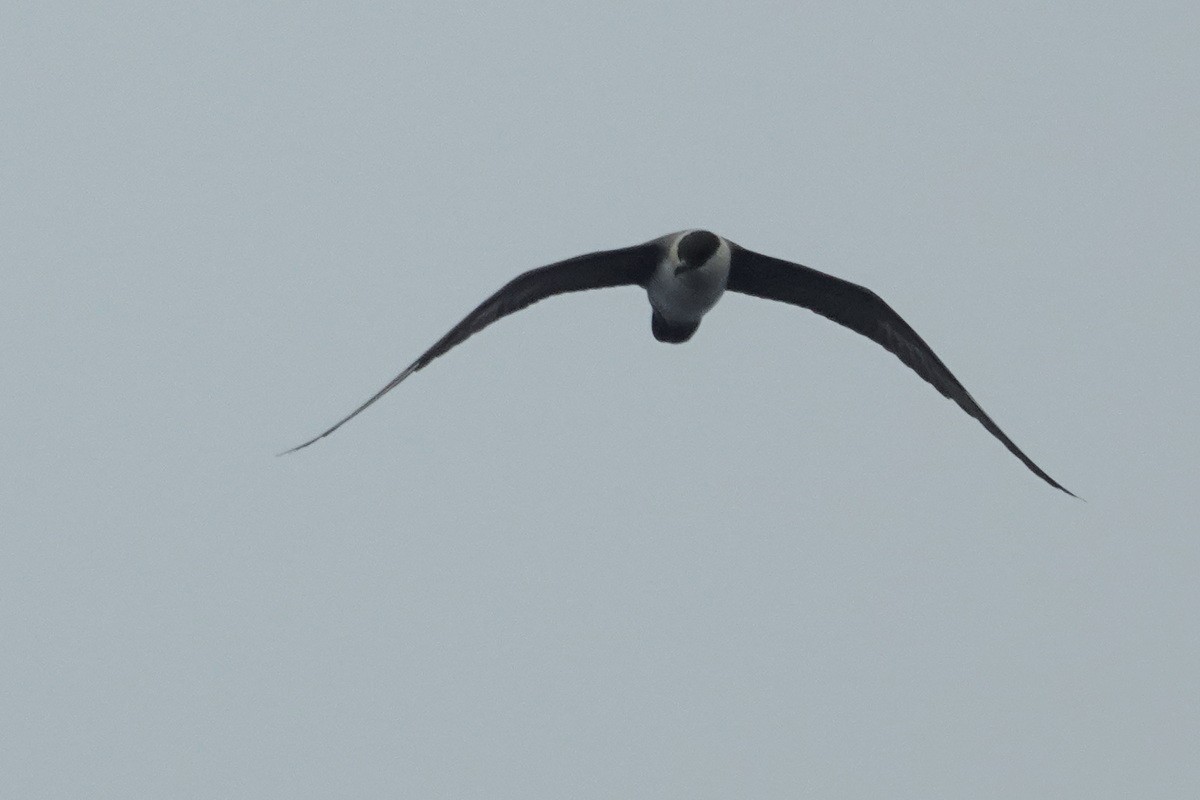 Long-tailed Jaeger - Tim Bray