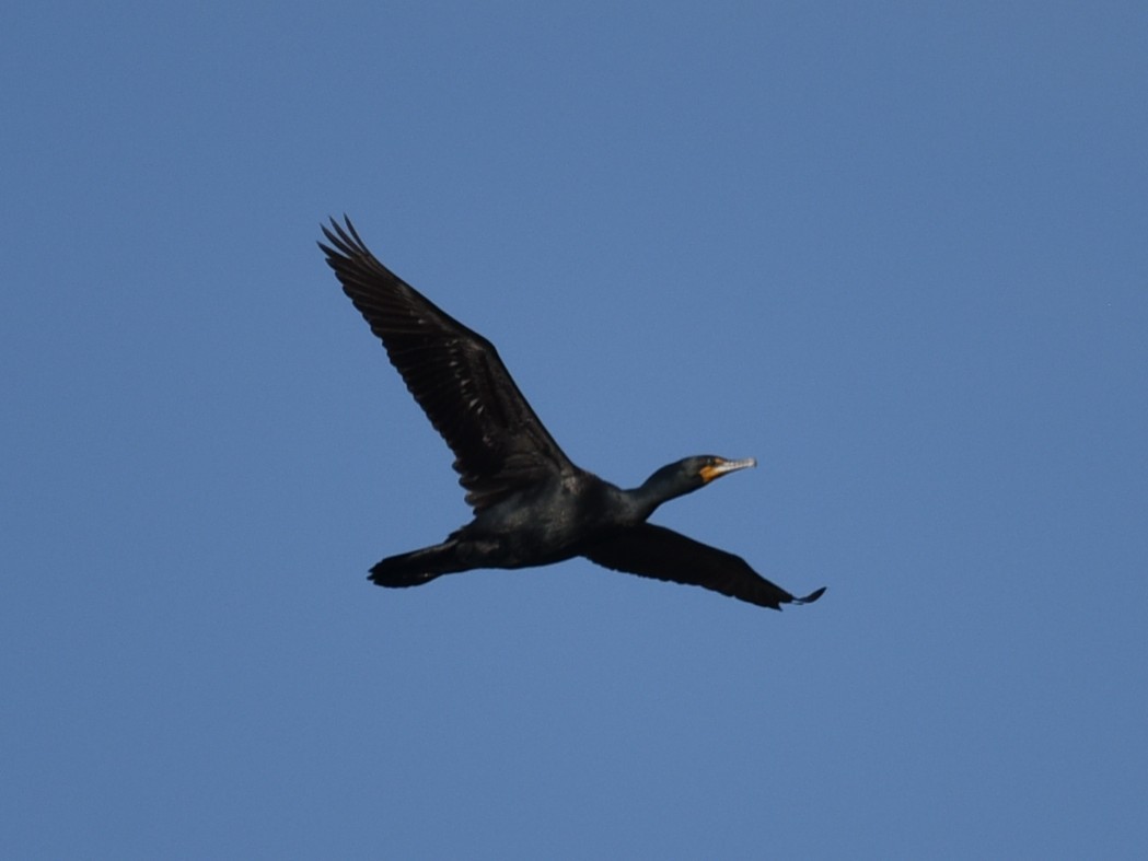 Double-crested Cormorant - ML574818451