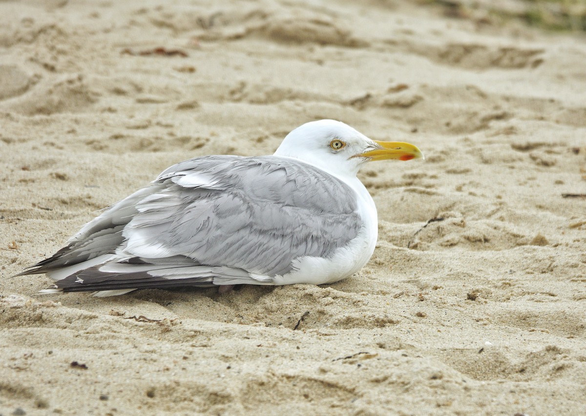 Herring Gull - ML574818561