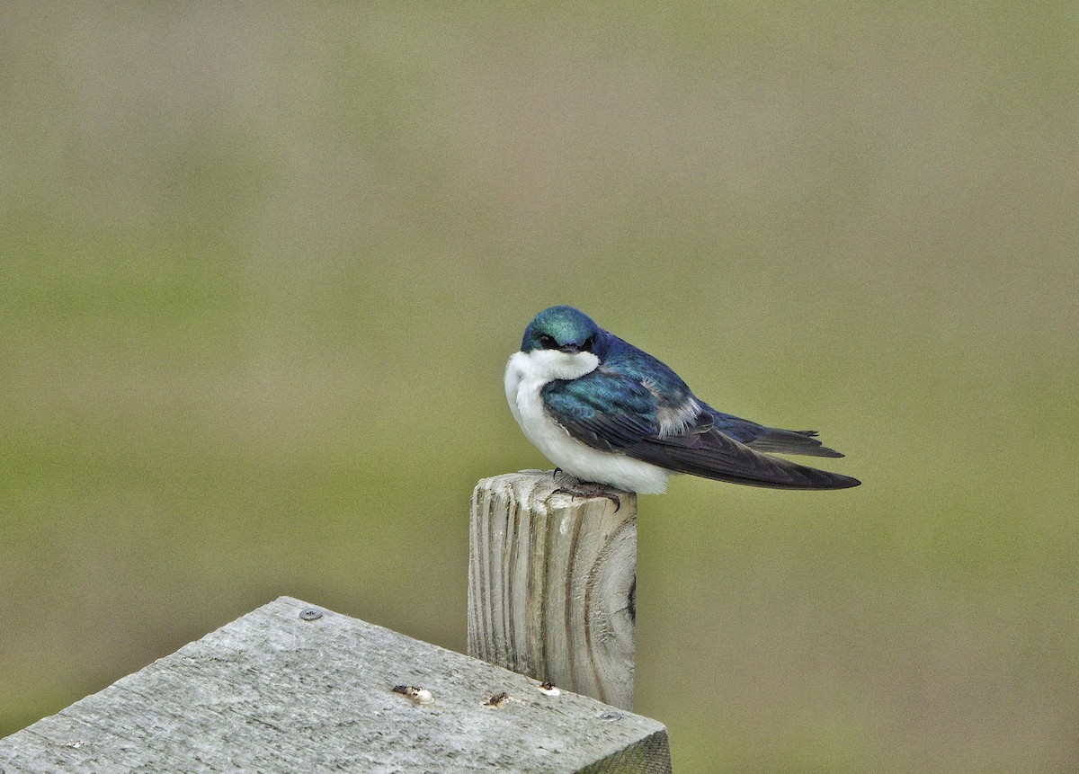 Tree Swallow - Jim Carroll