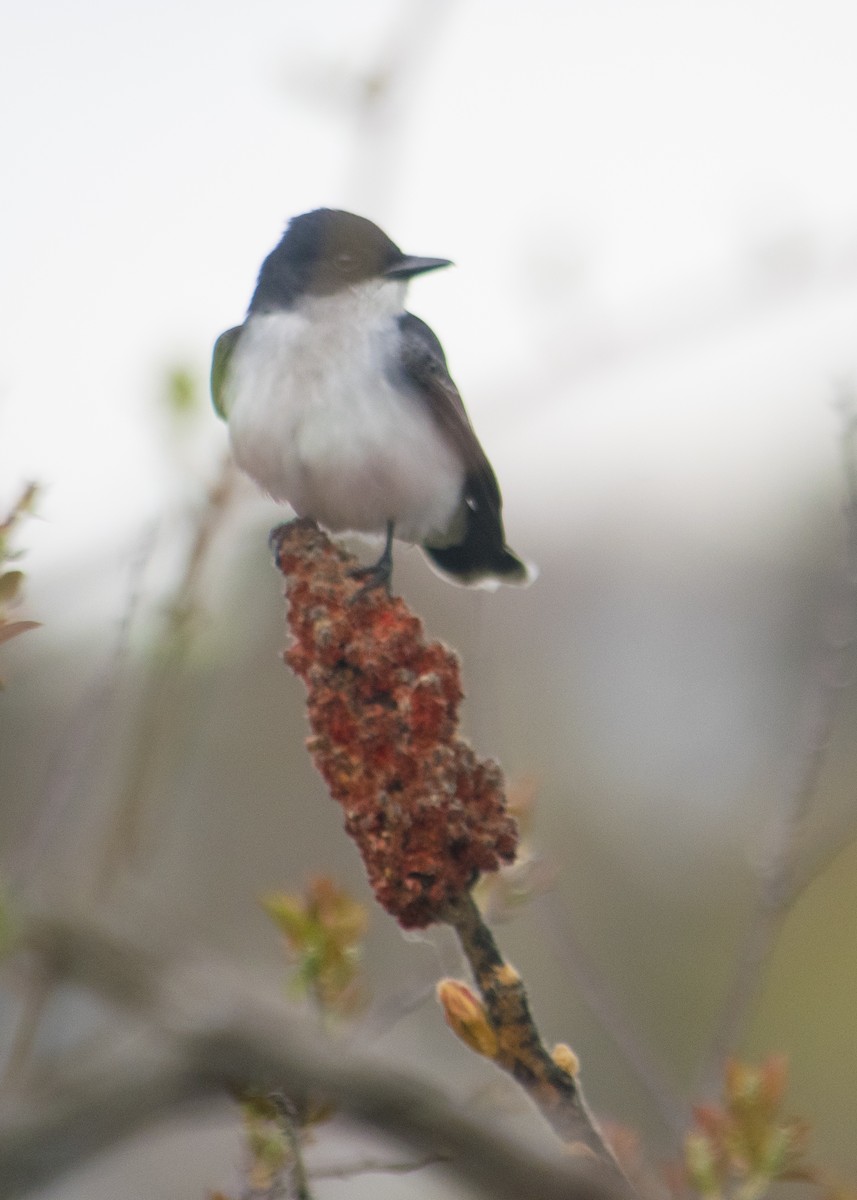 Eastern Kingbird - ML57481941