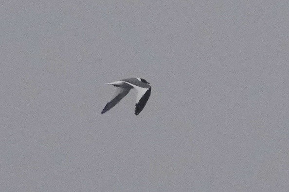 Sabine's Gull - Tim Bray