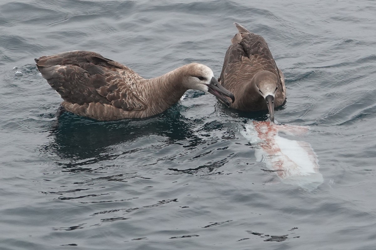 Kara Ayaklı Albatros - ML574819721