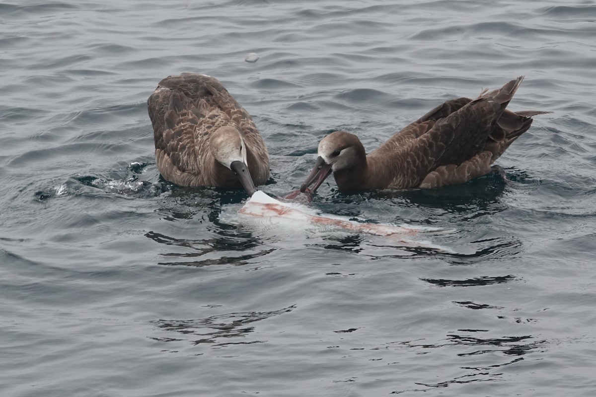 Black-footed Albatross - Tim Bray