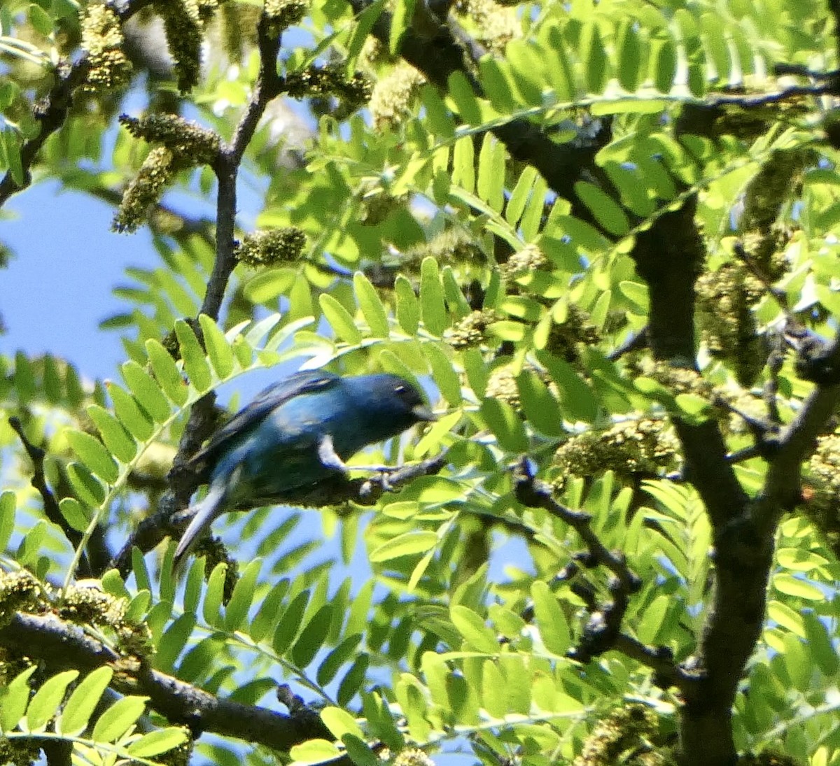 Indigo Bunting - ML574819791