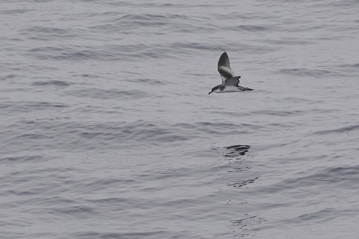 Buller's Shearwater - ML574820231