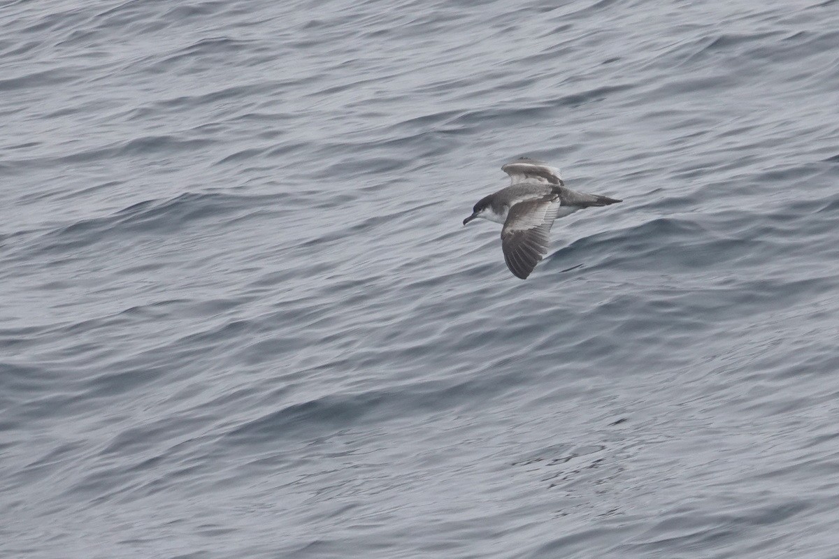 Buller's Shearwater - ML574820241