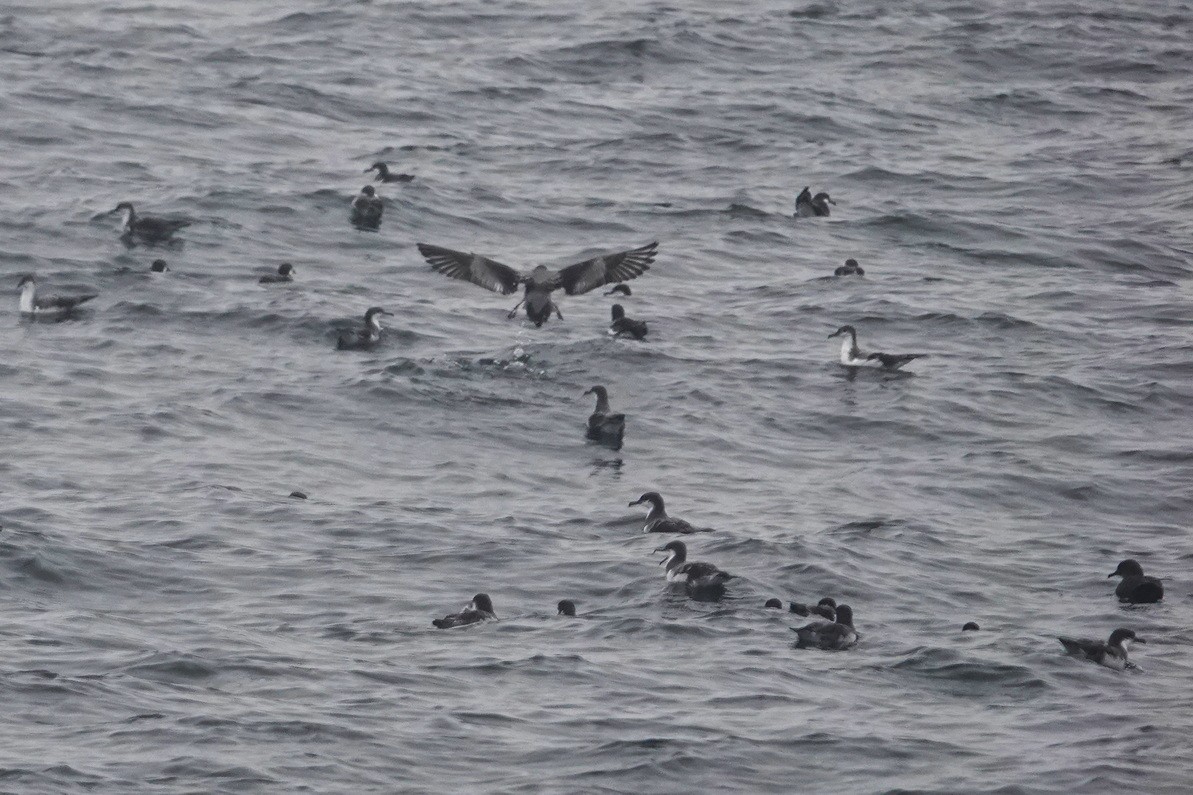 Buller's Shearwater - Tim Bray