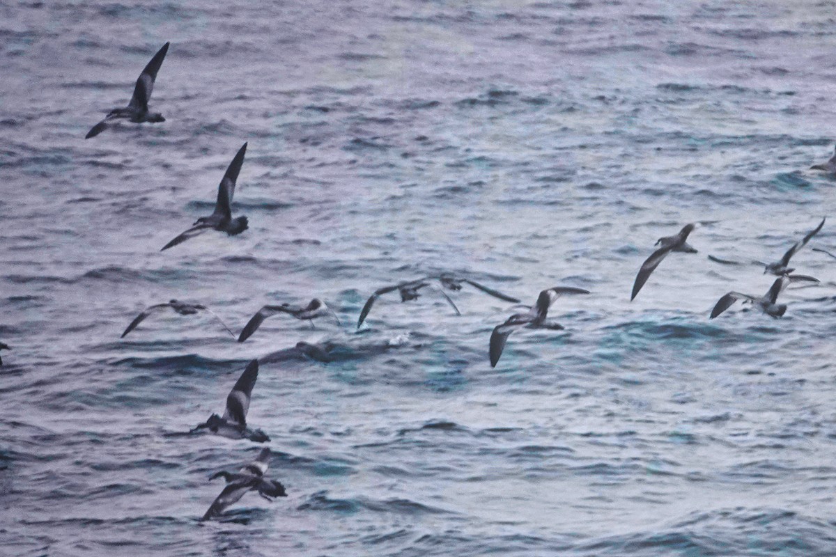 Buller's Shearwater - Tim Bray