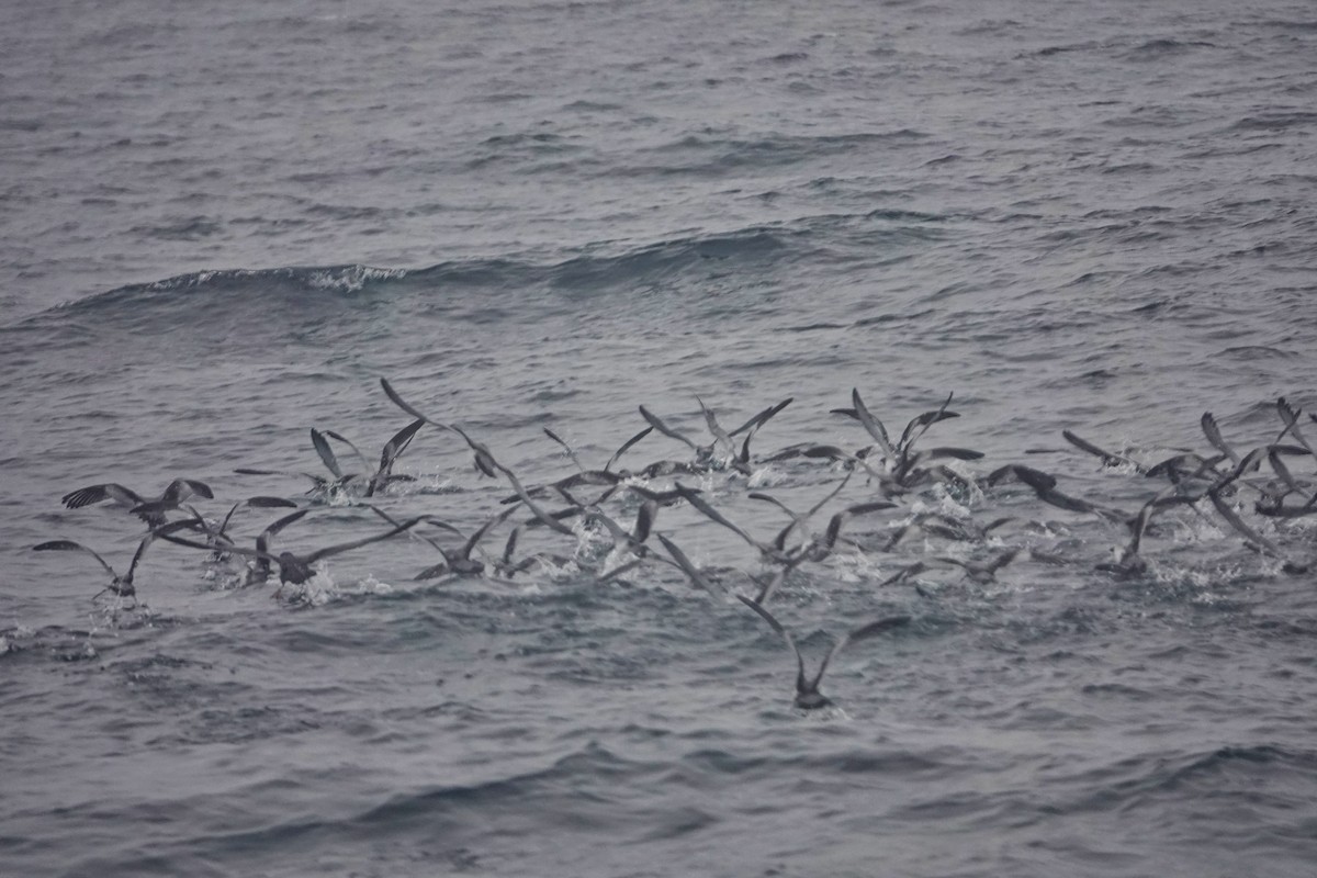 Buller's Shearwater - ML574820291