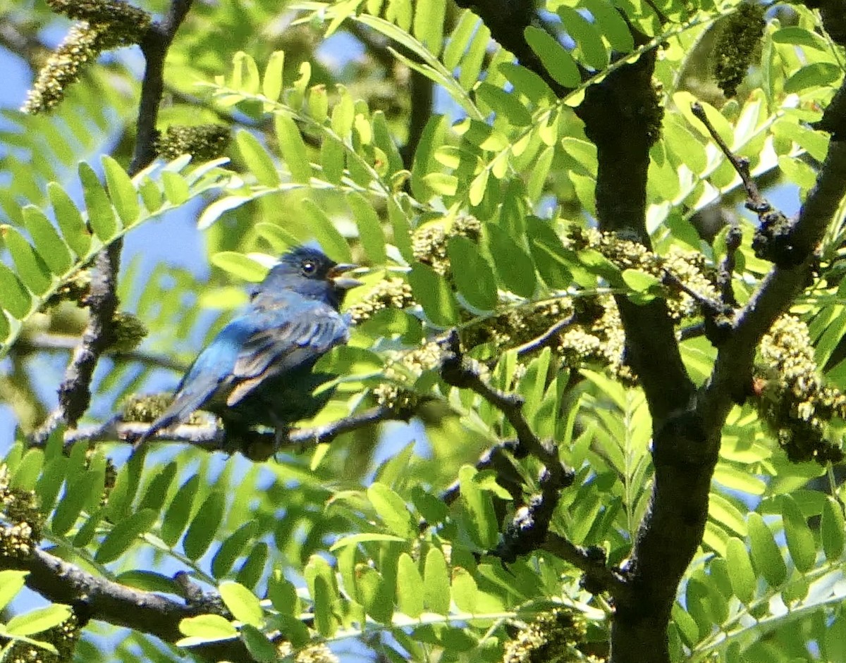 Indigo Bunting - ML574820541