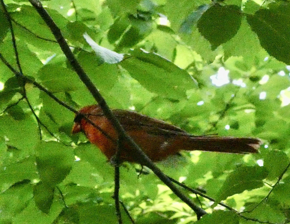 Northern Cardinal - ML574821131