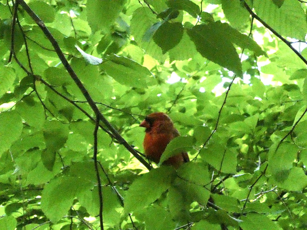 ショウジョウコウカンチョウ - ML574821141