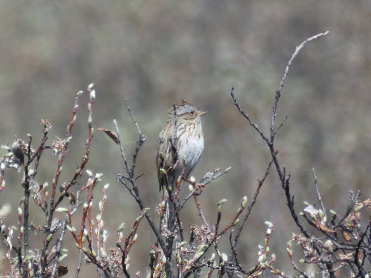 Lincoln's Sparrow - Mark Phinney