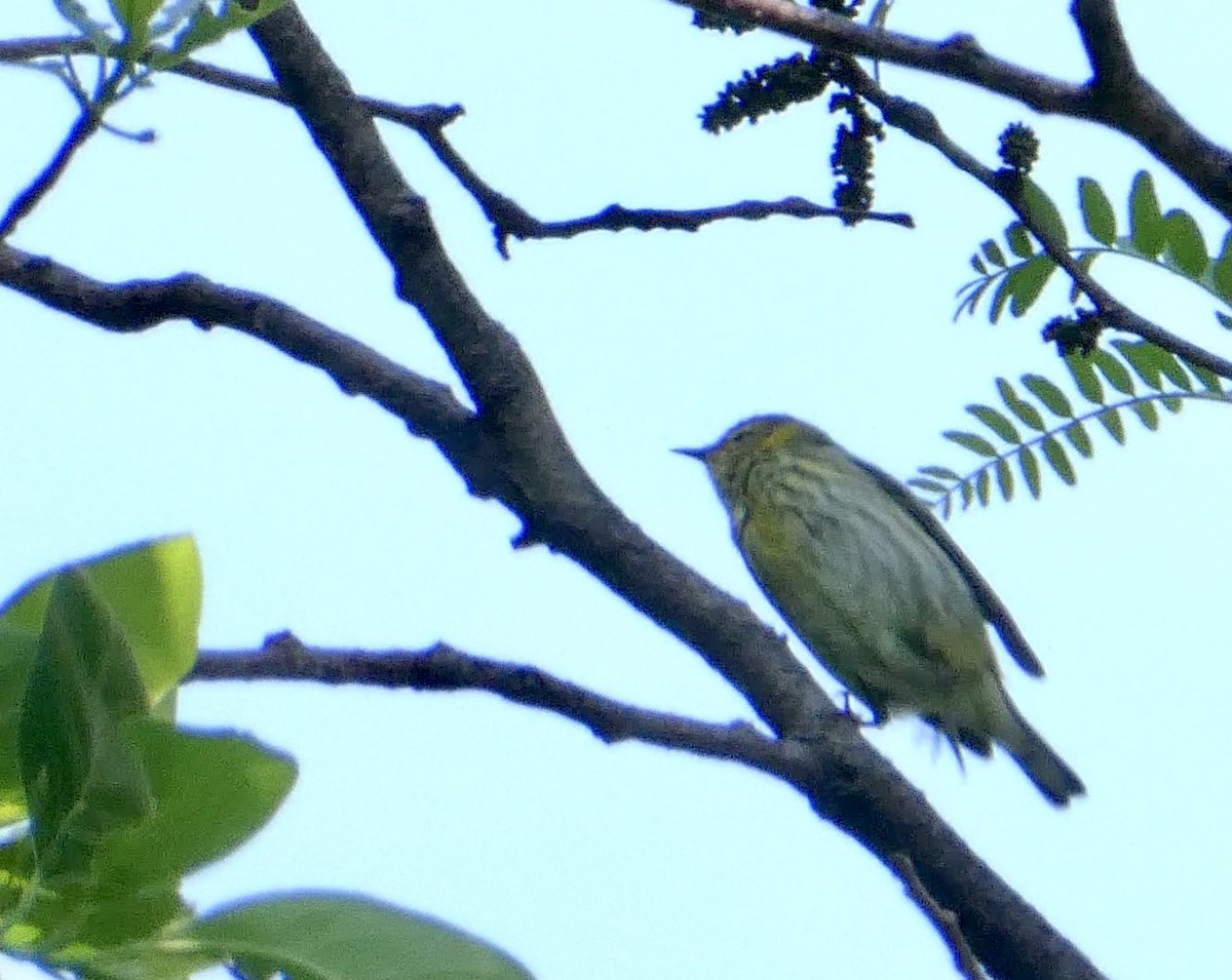 Cape May Warbler - ML574821301