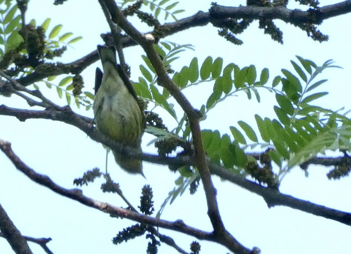 Cape May Warbler - ML574821311