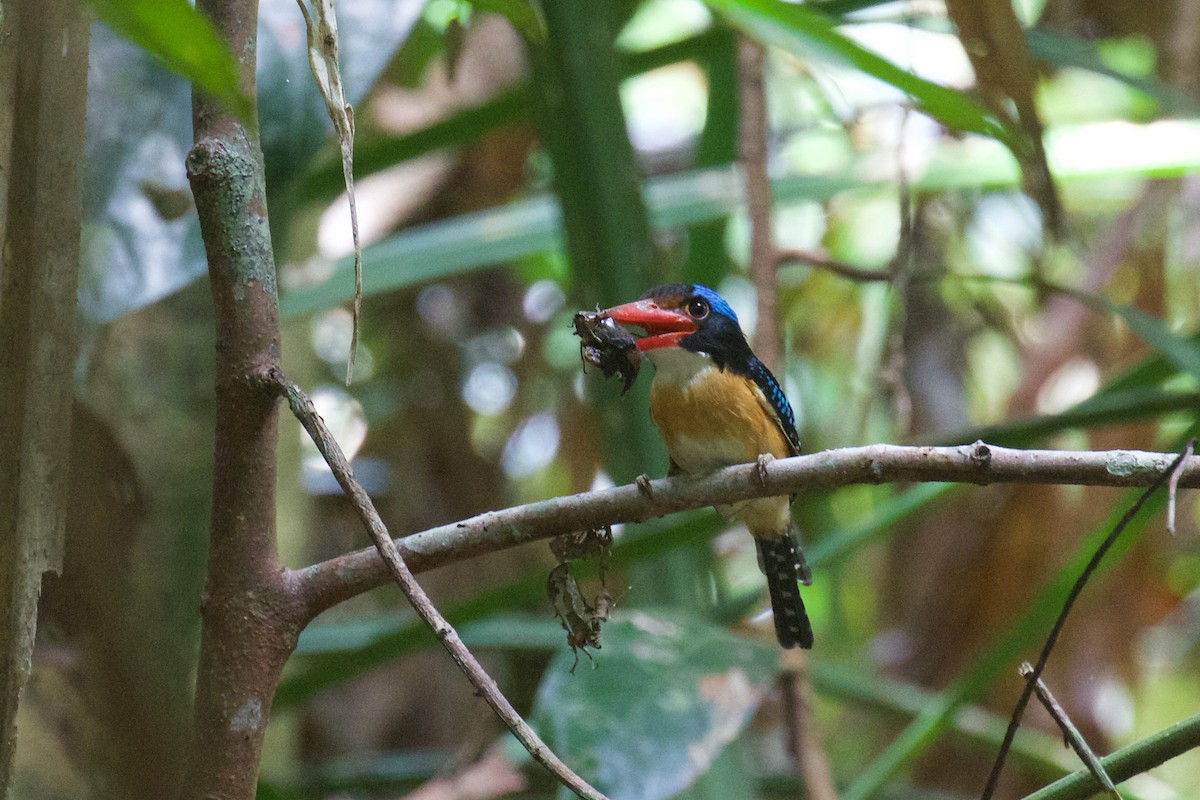 Banded Kingfisher - Marc Gálvez