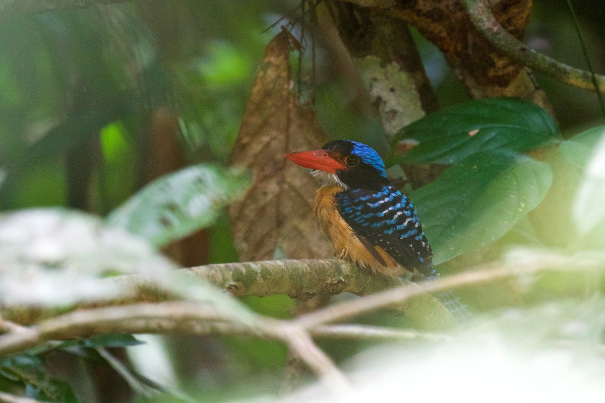 Banded Kingfisher - Marc Gálvez