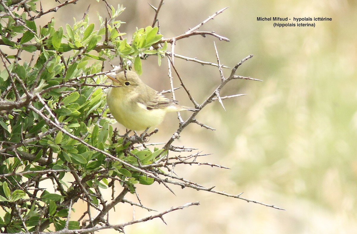 Icterine Warbler - ML574822951