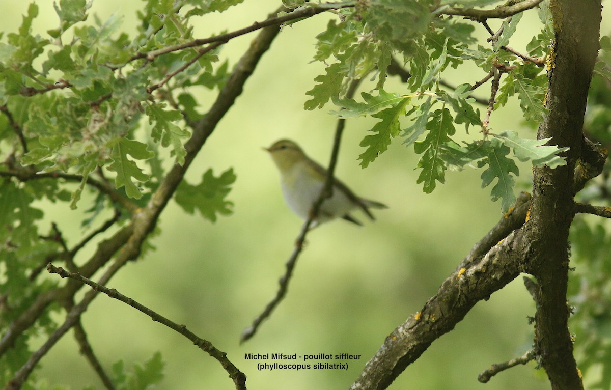 Waldlaubsänger - ML574823291