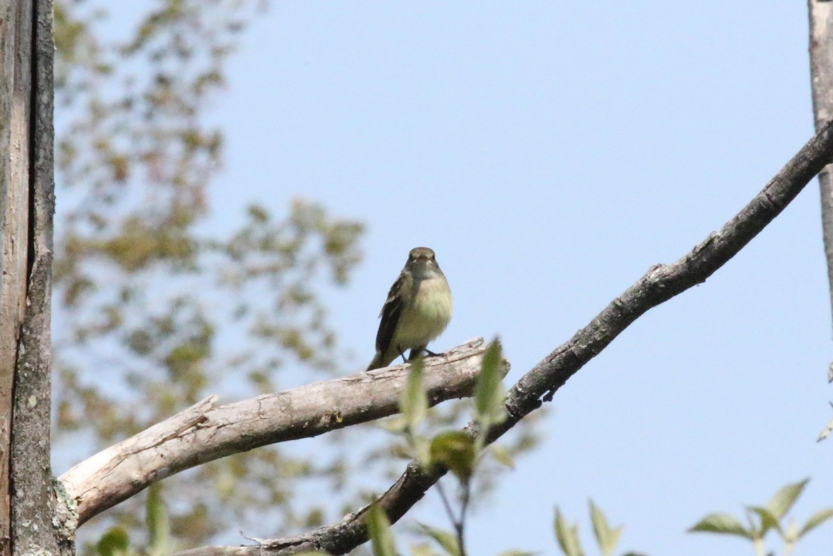 Alder Flycatcher - Joe Gyekis