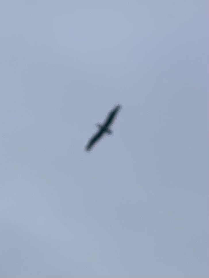 Brown Pelican - Keegan Corcoran