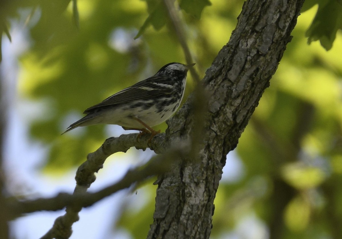 Black-and-white Warbler - ML574825361