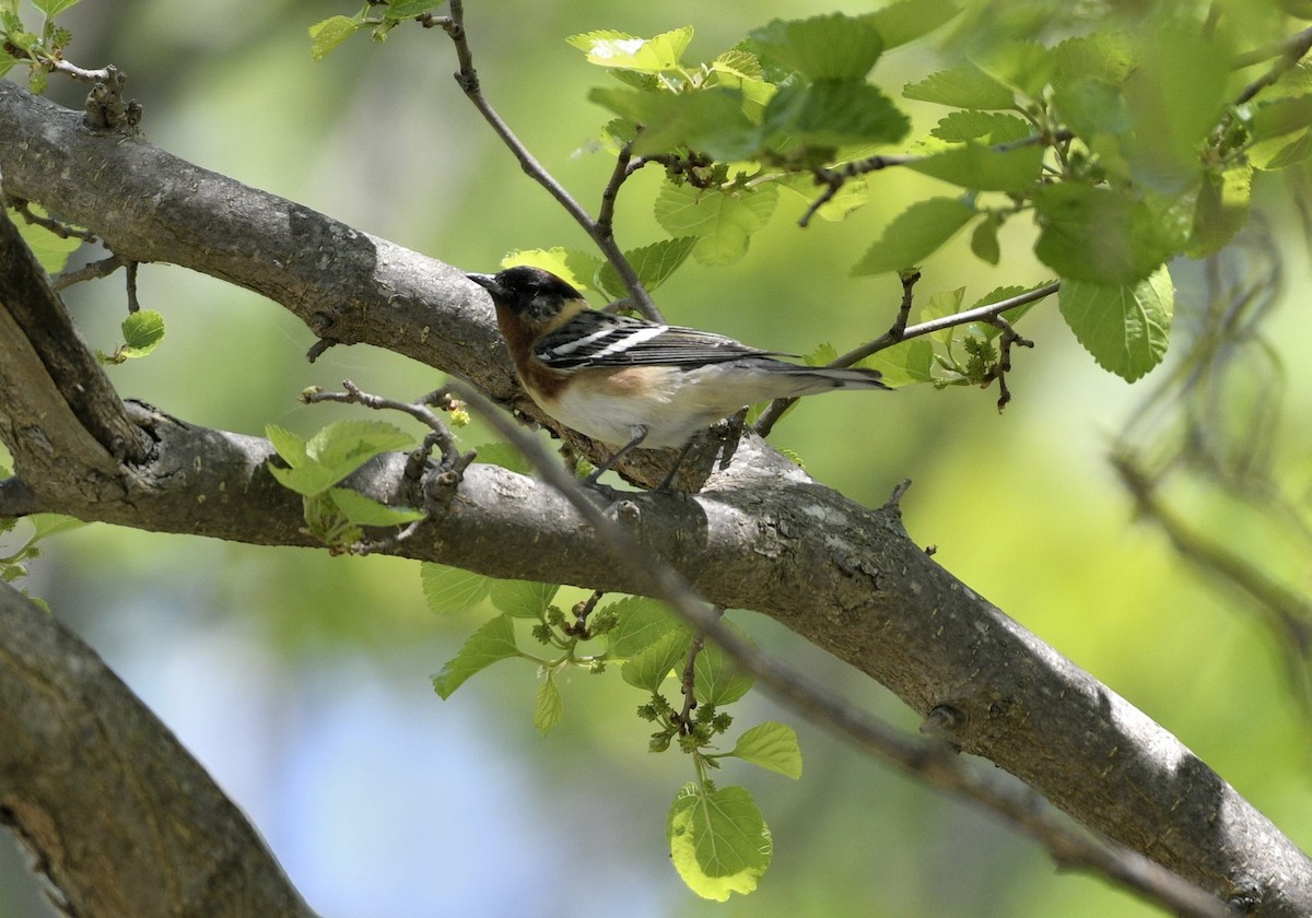 Bay-breasted Warbler - ML574825791