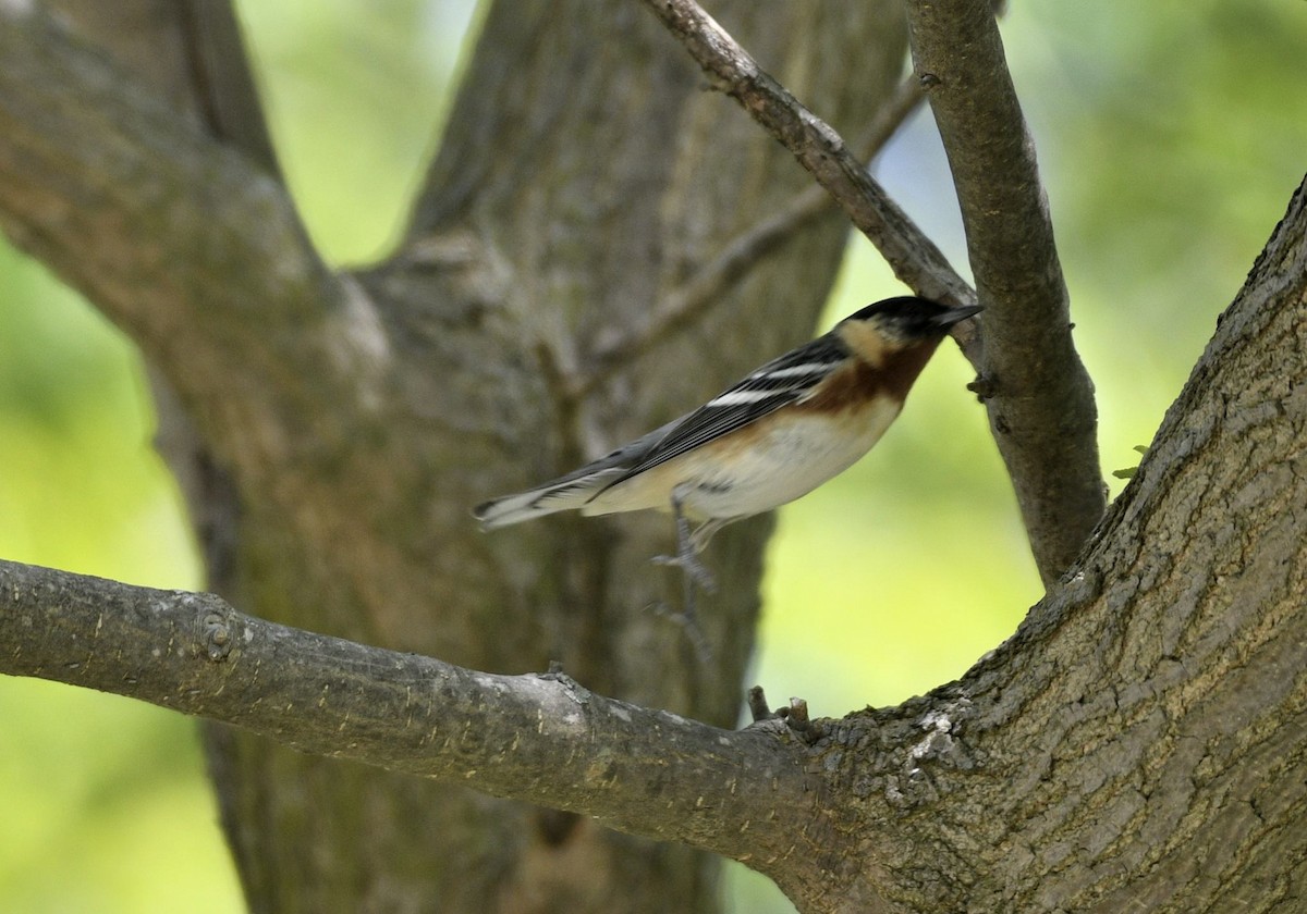 Bay-breasted Warbler - ML574825821