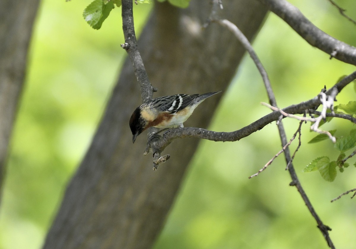 Bay-breasted Warbler - ML574825891