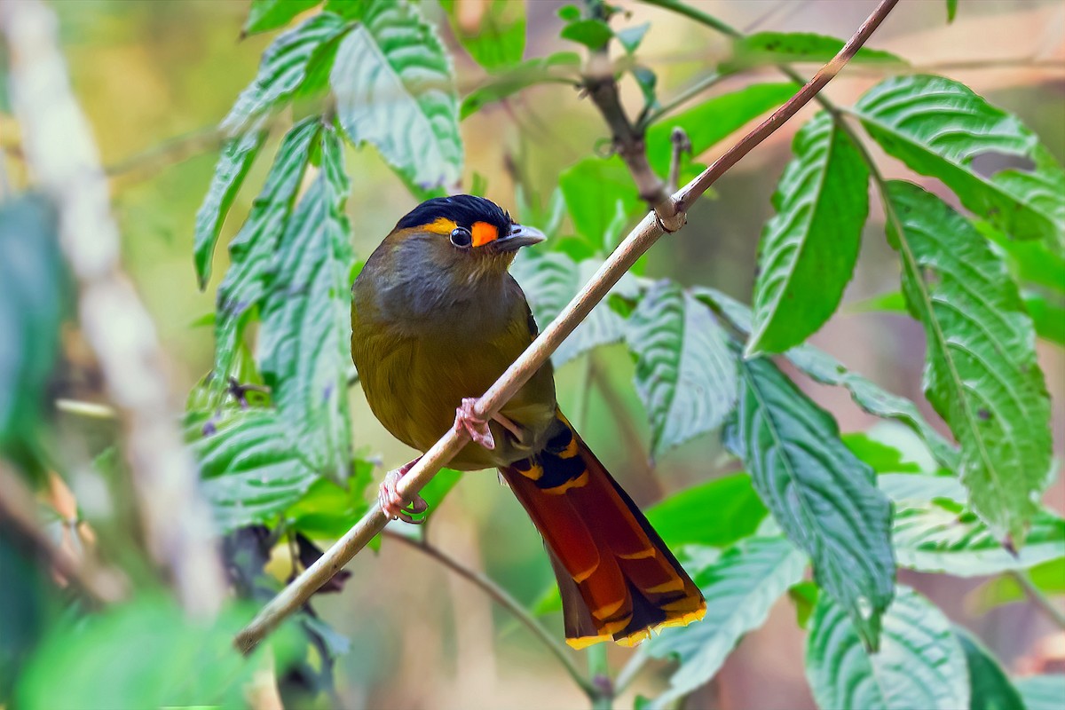 Bugun Liocichla - ML574825951