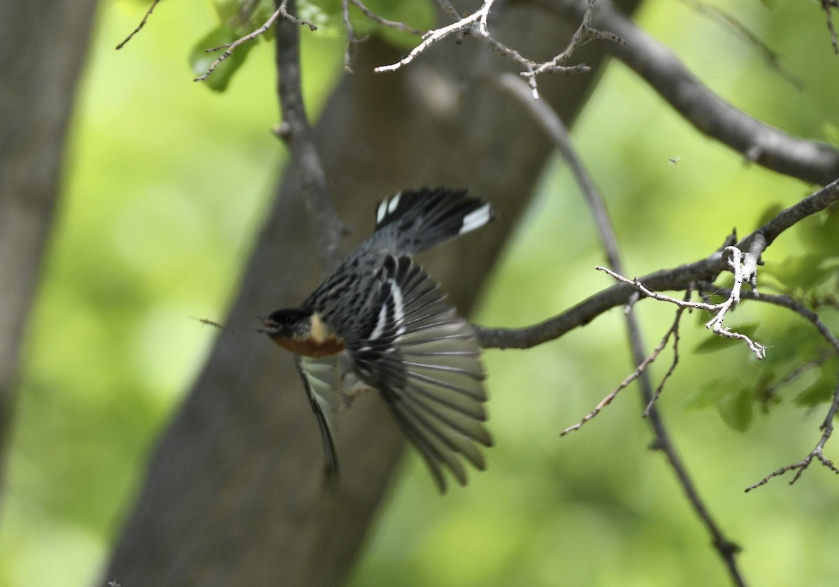 Bay-breasted Warbler - ML574826001