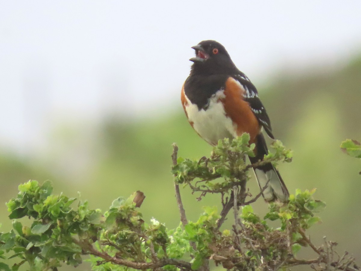 Spotted Towhee - ML574826331