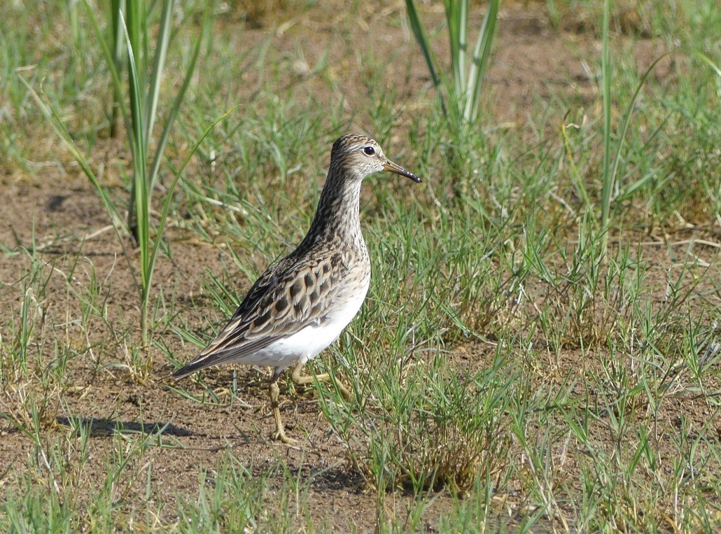 Bécasseau à poitrine cendrée - ML574826421