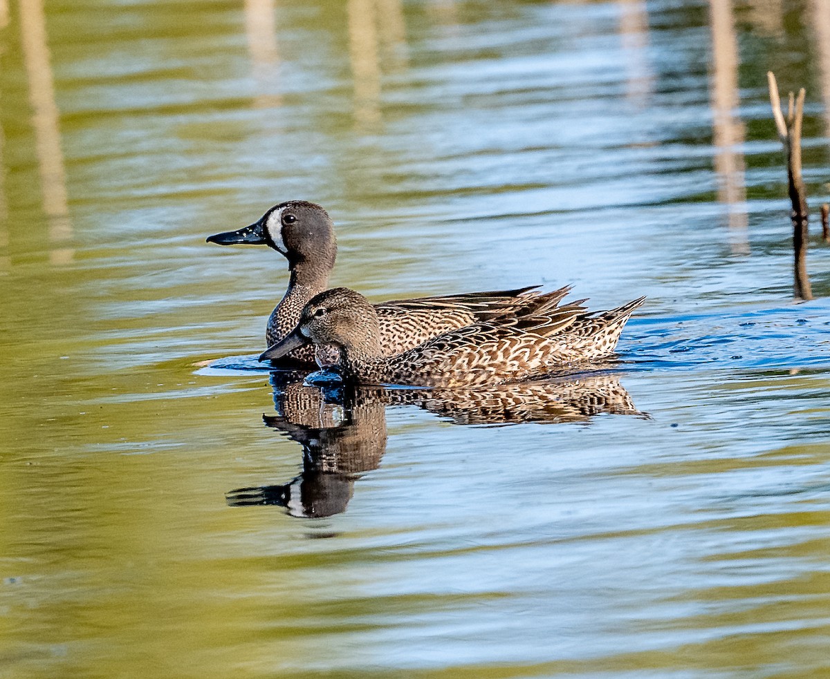 Blue-winged Teal - ML574827381