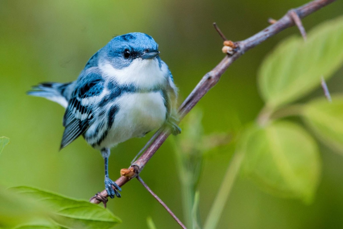 Cerulean Warbler - Andrew Simon