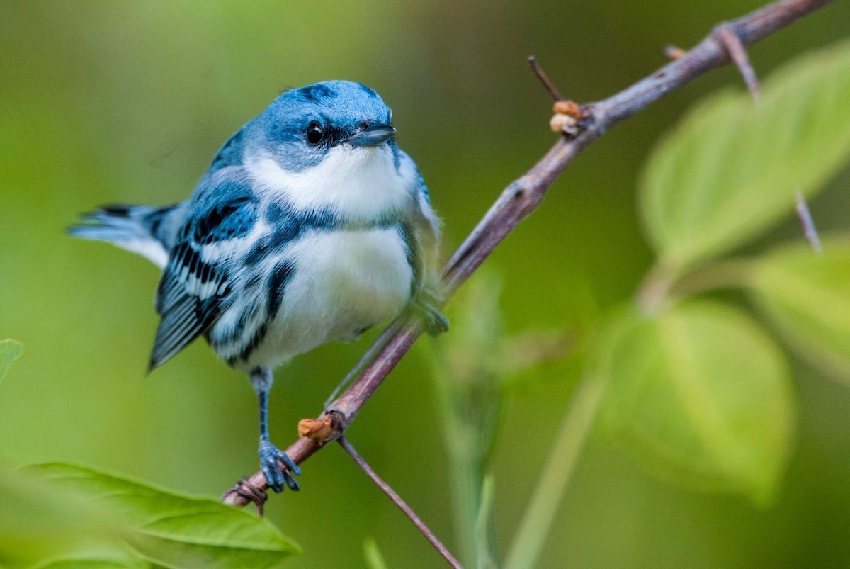 Blauwaldsänger - ML57482791