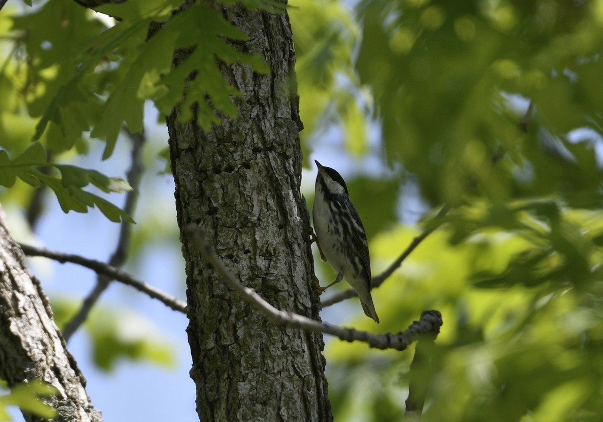 Blackpoll Warbler - ML574828021