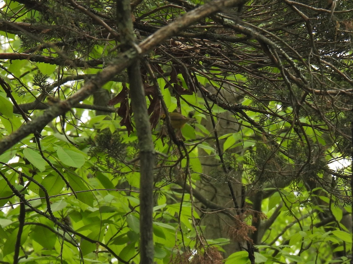 Hooded Warbler - James Smith