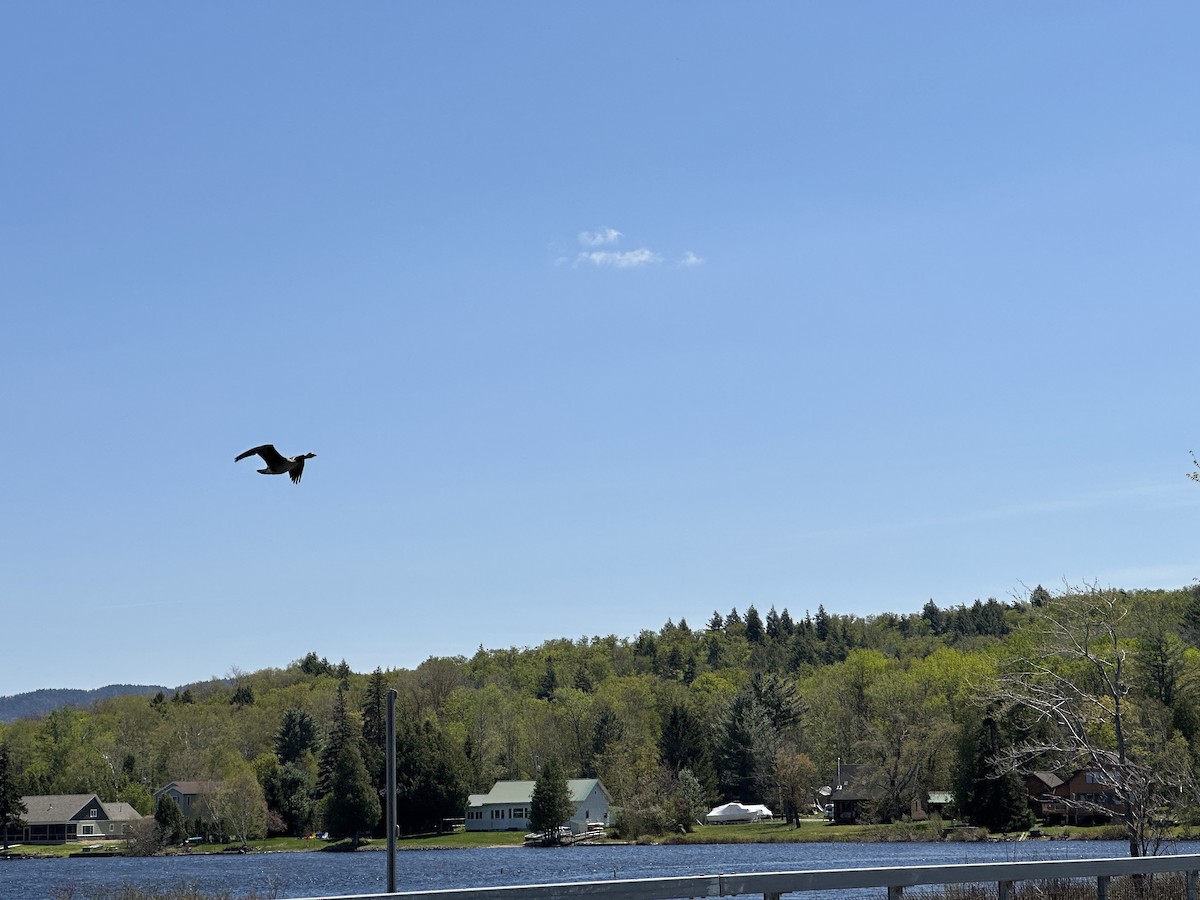 Canada Goose - Aaron Larrow