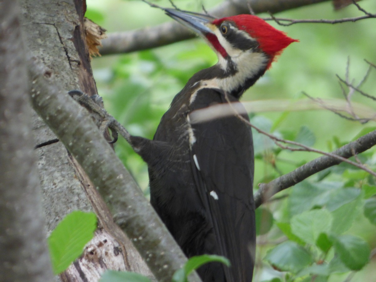 Pileated Woodpecker - ML574830151