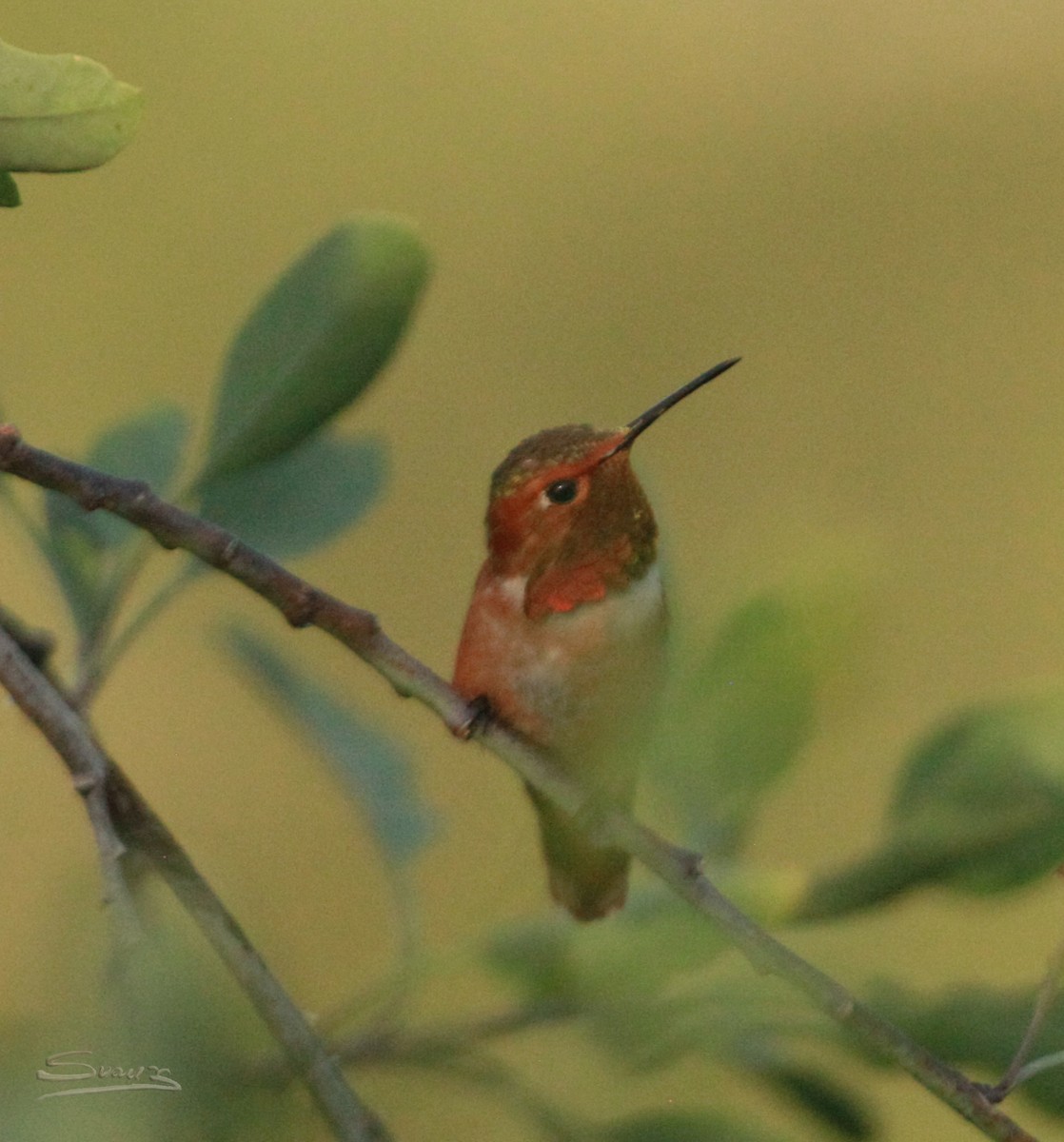 Allen's Hummingbird - Karen Suarez