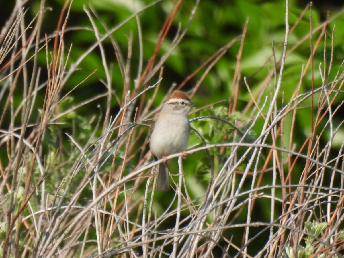 Chipping Sparrow - ML574831181