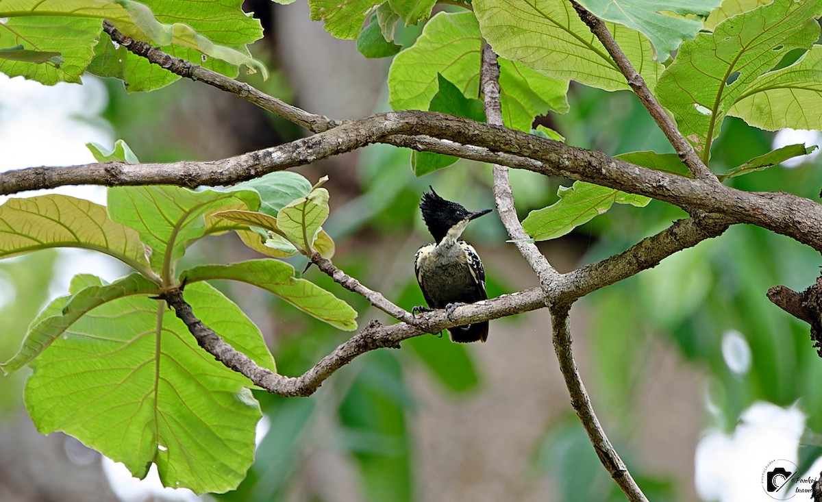 Heart-spotted Woodpecker - Pankaj Inamdar