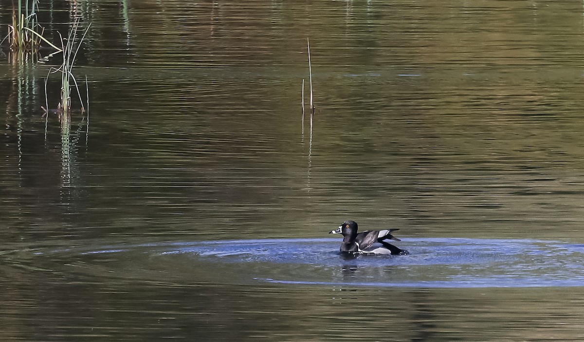 Ring-necked Duck - ML574831981