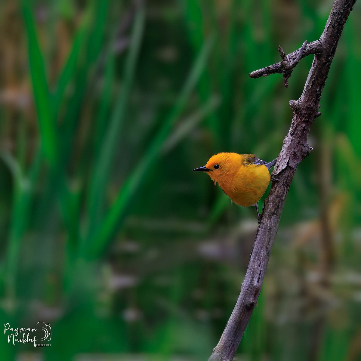 Prothonotary Warbler - Payman Naddaf