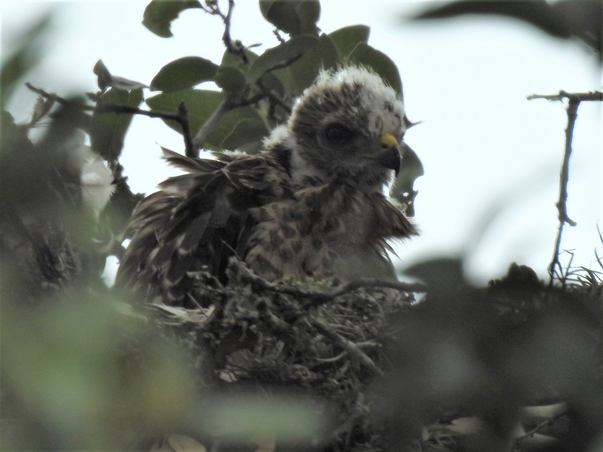 Red-shouldered Hawk - ML574835041