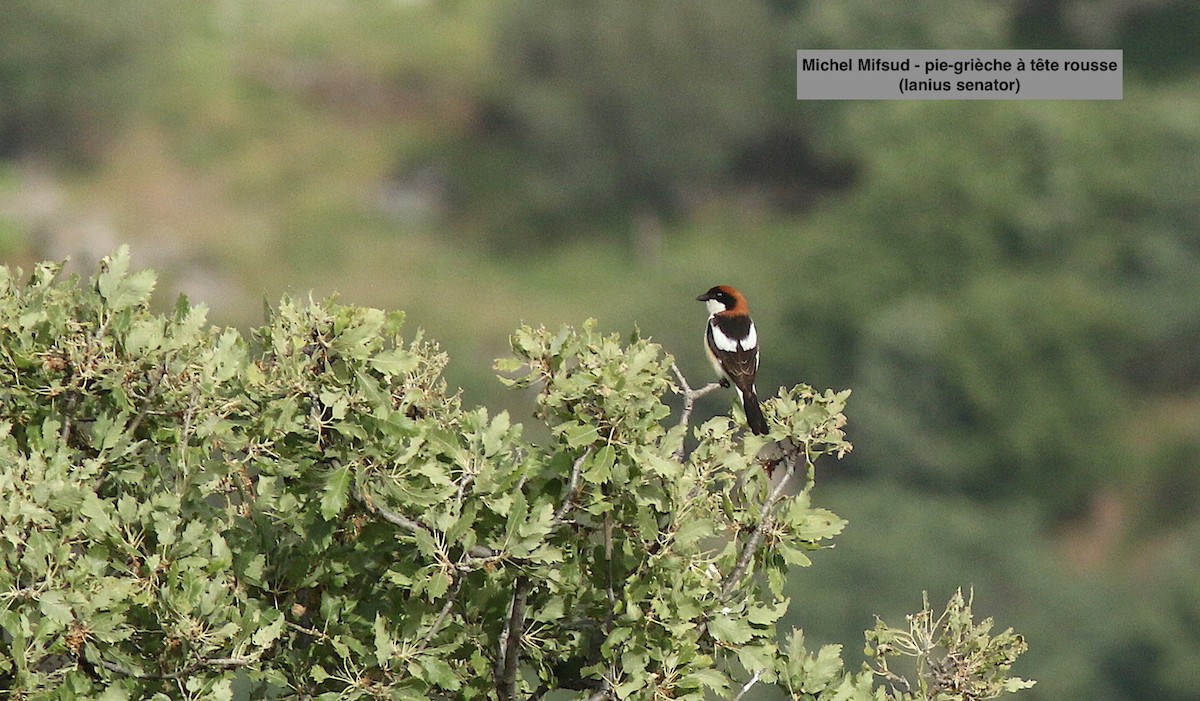 Woodchat Shrike - Michel Mifsud